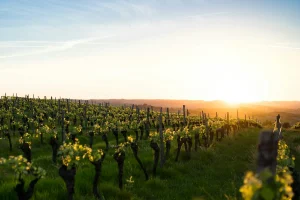 Vinyes al capvespre